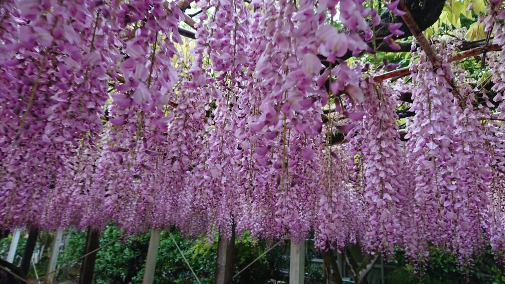 藤棚のピンクの藤の花の写真